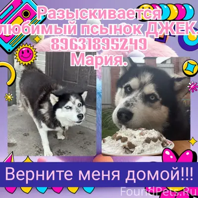 Пропал хаски Джек, Советский район