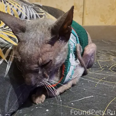 Найдена кошка, улица Мира 61/1