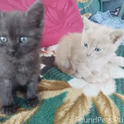 Пропало два котёнка, тёмный и рыжий, улица Горького