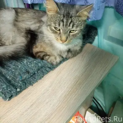 Найден котёнок, пересечение улиц Школьная и 9 Подлесная