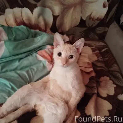 Пропал кот Фергус