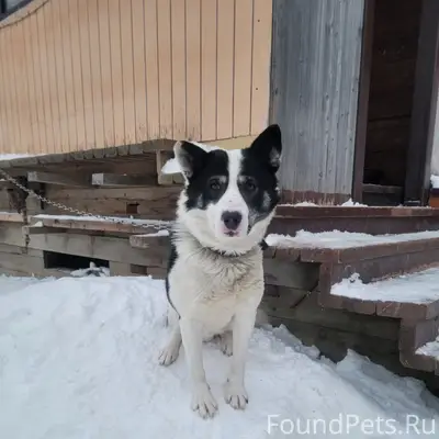 Пропала собака, без породы и клички