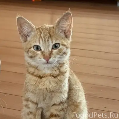Найден котёнок, ищем дом