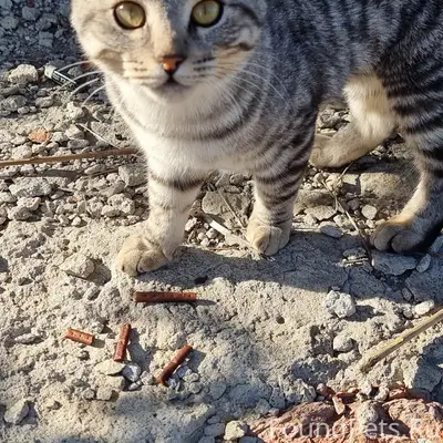 Найден кот, Моршанское шоссе