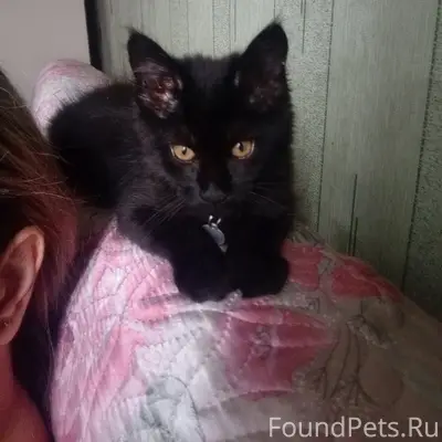 Пропала кошка мейнкун, район русское поле
