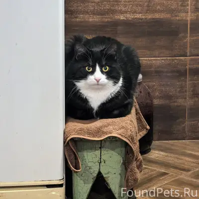 Пропал кот, Заволжский район