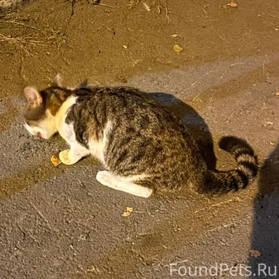 Найден кот, Ленинский район