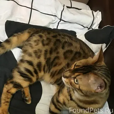 Пропал бенгальский кот, Глухово