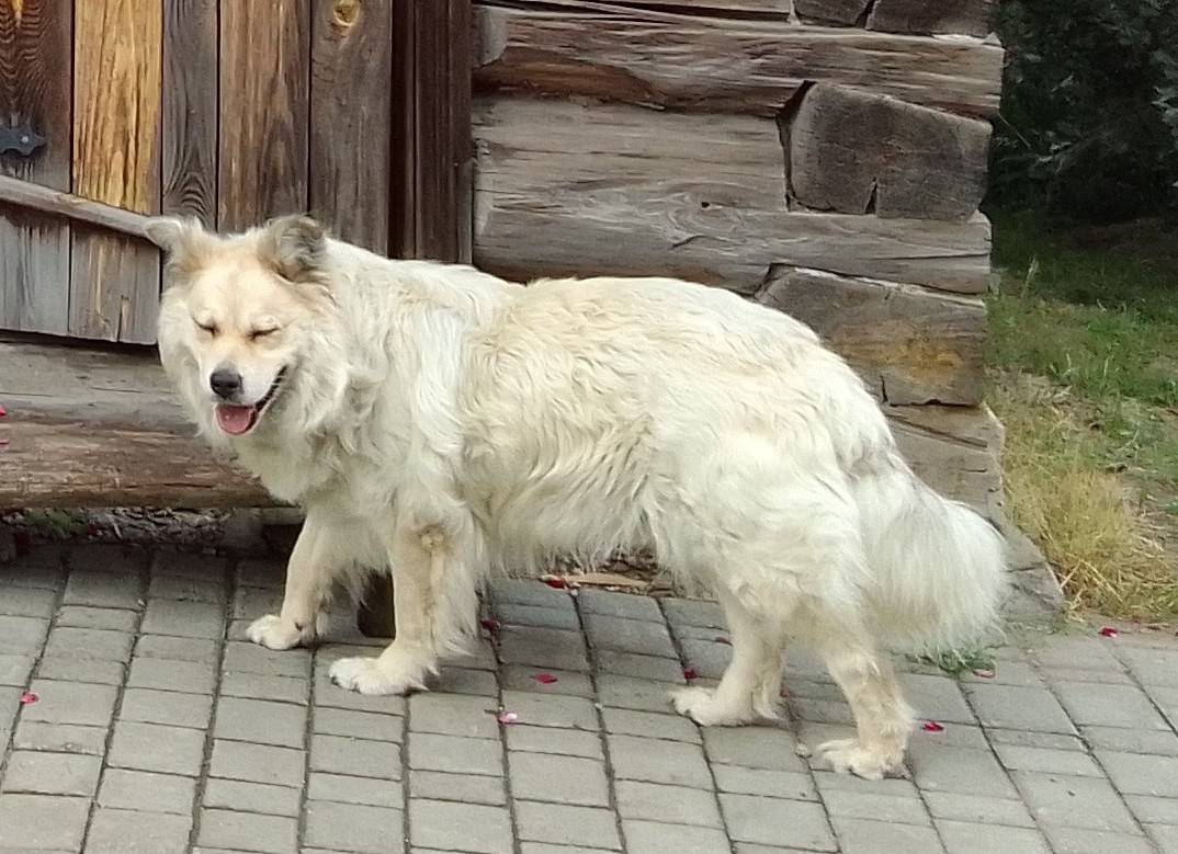 Пропала собака