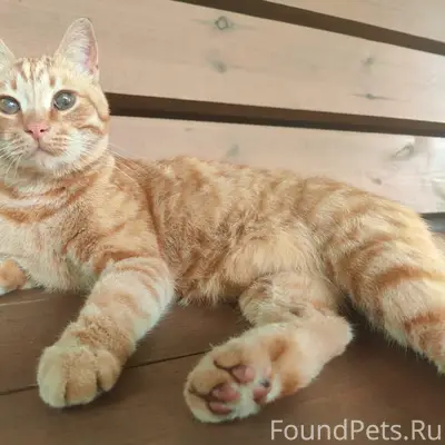 Пропал рыжий кот Морион, Приозерский район