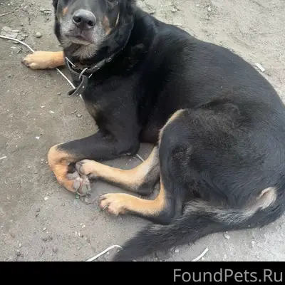 Пропала собака, г. Ижевск, ул. Пойма