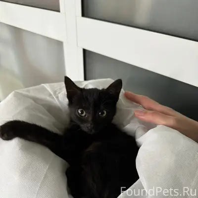 Найден котёнок, ждёт любящих родителей