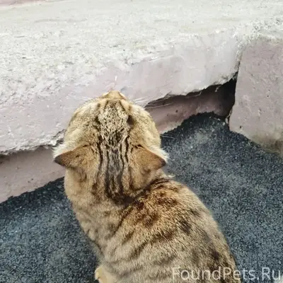 Найдена кошка, Степан Разина 5