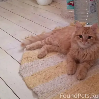 Пропал рыжий кот, Луговой