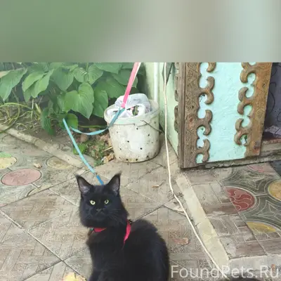 Пропал кот