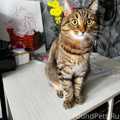 Пропал кот, Д. Села (паскотинское поле)
