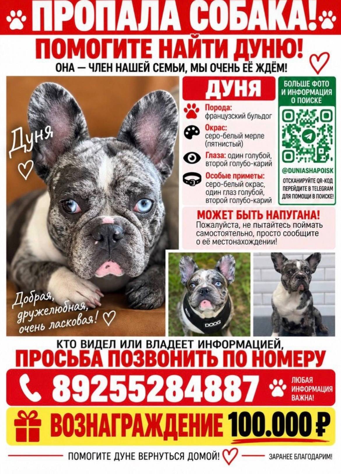 Пропала собака, вблизи поселка Поварово, Солнечногорск