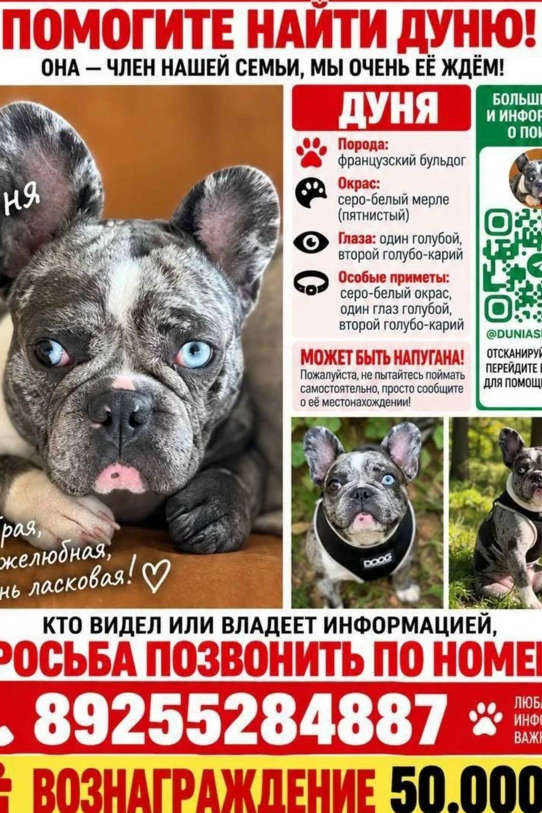 Пропала собака Дуня, французский бульдог, Солнечногорск