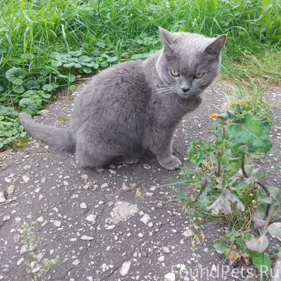 Найден кот, Сормовский район