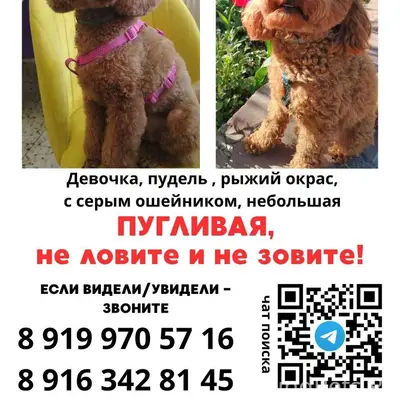 Пропала собака, СВАО