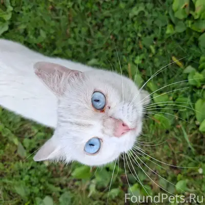 Найдена кошка, Бобровка