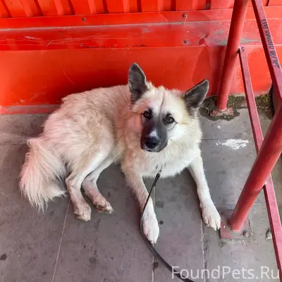 Пропал пёс Тим, Заря