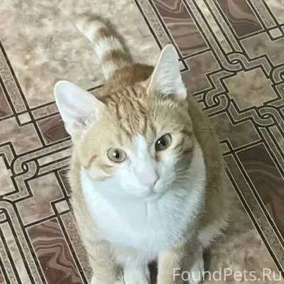Пропал кот Сынок, район хитрого рынка