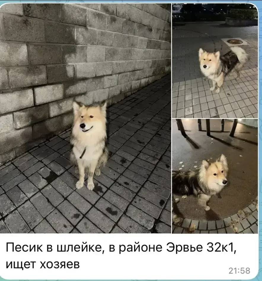 Нашли собаку! Хозяева найдитесь!