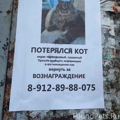 Пропал кот Пика, район ЧТЗ