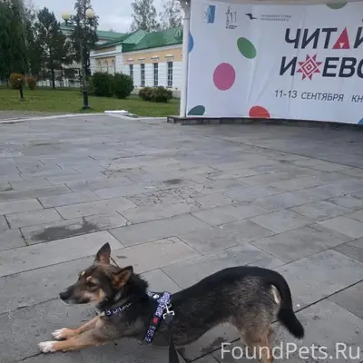 Пропала собака, видели на Коммунаров, Кирова