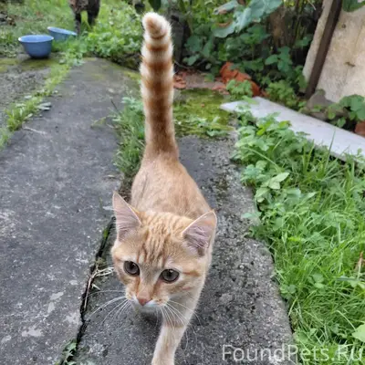 Пропал котёнок Рыжик, СНТ