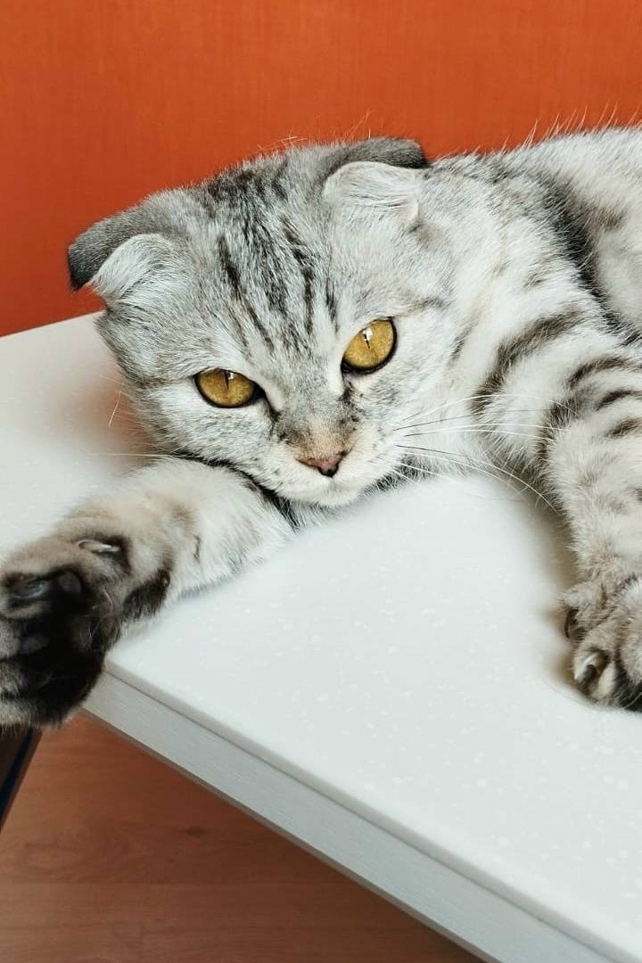 Найдена кошка, г. Волгоград
