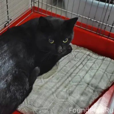 Найден молодой котик, Шувалова, 22