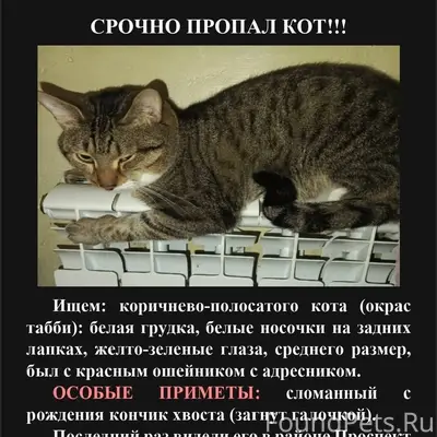 Пропал кот, Приокский район