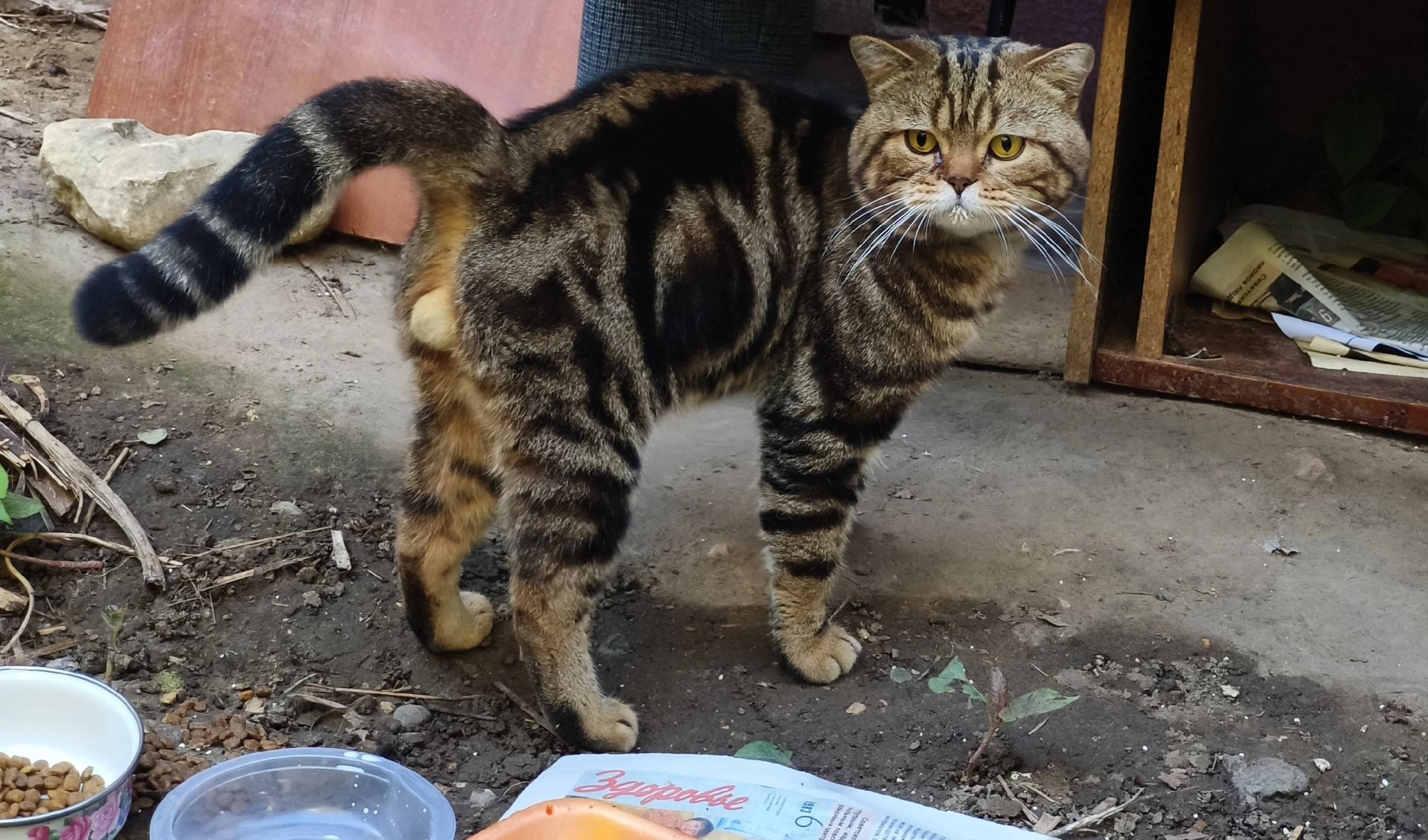 Найден кот, Южный район