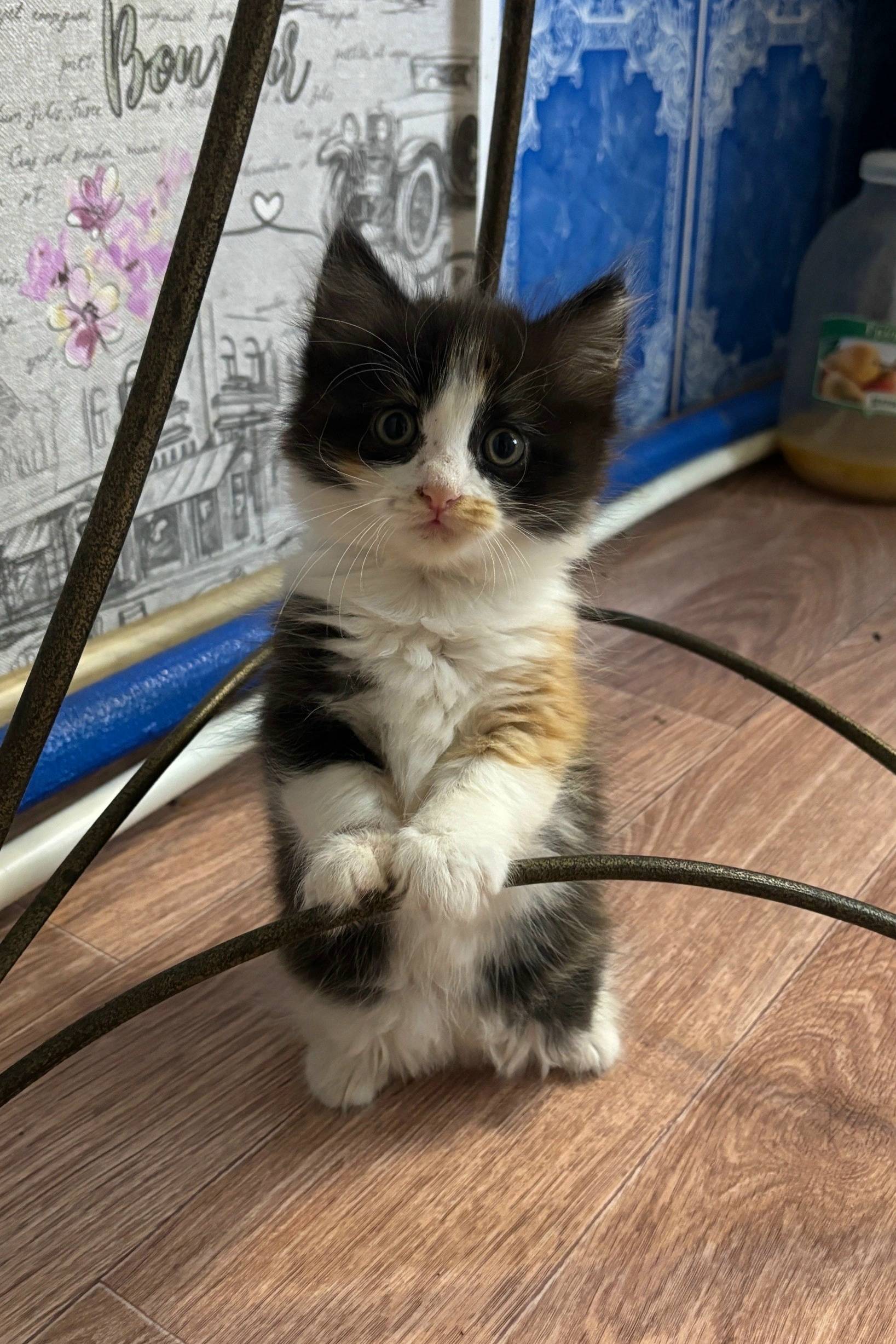 Пропал котёнок, улица Степная