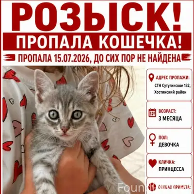Пропала кошка Принцесса, Сочи, снт Сутугинское