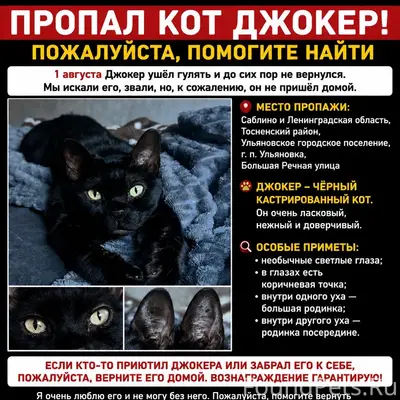 Пропал чёрный кот Джокер, Саблино и Ленинградская область