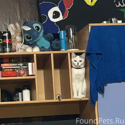 Пропала кошка Луна, Сеченова 6