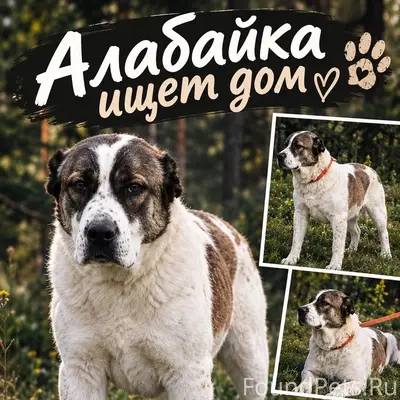 Найдена алабайка, Тюмень