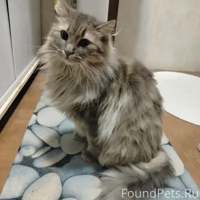 Пропала кошка, Голубая Бухта, СНТ Сатурн