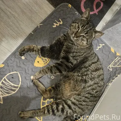 Пропал кот Тигрюля, Инкерман