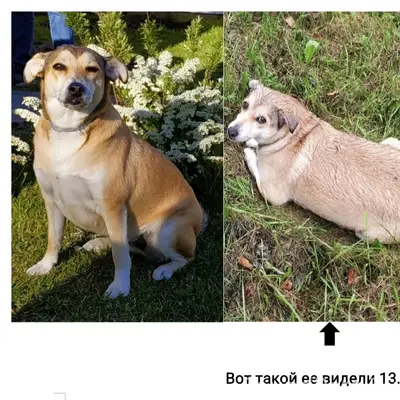 Пропала собака Мокки, Ленинский район