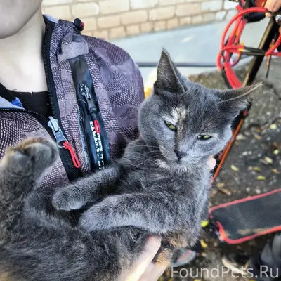 Найдена кошка, район старого автовокзала
