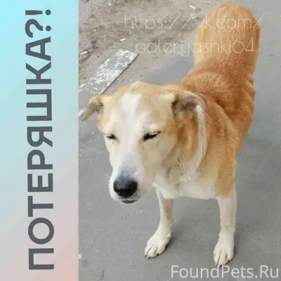Найден пёс, Волжский район Саратова