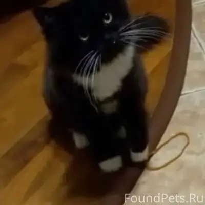 Пропала кошка Мася, Перевалка