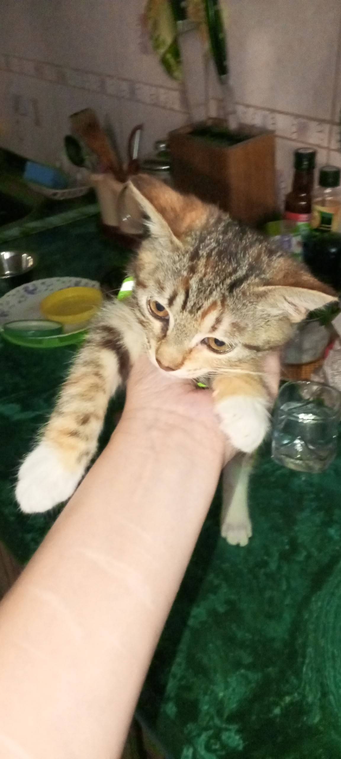 Пропала девочка-котёнок, пропала из дома