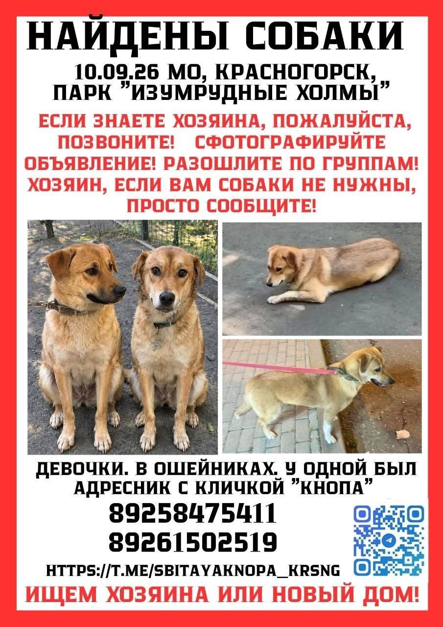Найдены собаки Кнопа и Агата, Красногорск