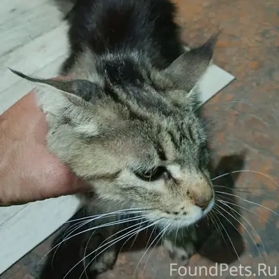 Найдена кошка мейн-кун, Пугачёв и Саратовская область