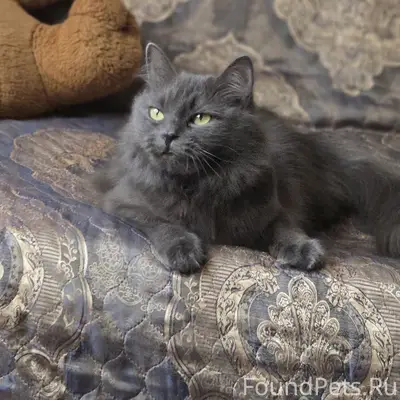 Пропала кошка Дымка, район 9 школы
